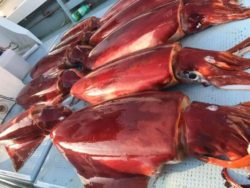冷凍ではない漁獲物の保持に活用（イカ漁）のサムネイル